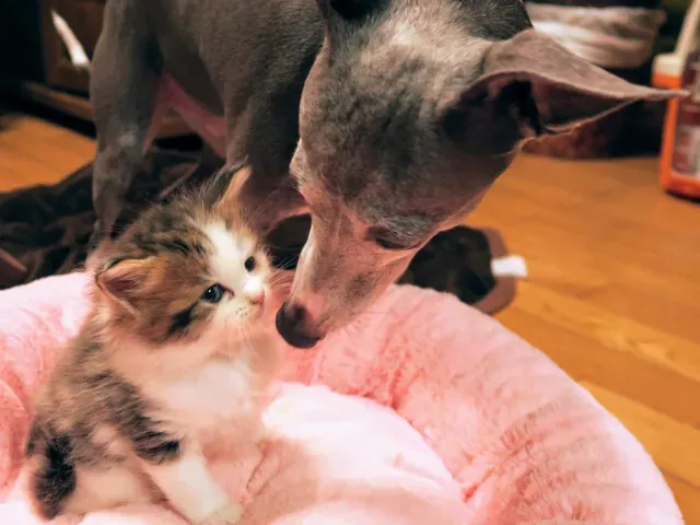 猫ブリーダー副業のリアル｜失敗しないための全て